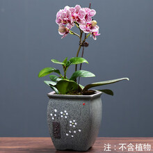 多肉花盆陶瓷粗陶复古素烧紫砂创意中号简约室内家用文竹兰花蝴蝶兰绿植盆特价清仓 DL210-B43（蓝色） 中