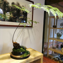 金毛狗蕨 金丝猴狗脊 室内办公室奇趣观赏常绿花卉盆景盆栽植物 高10-15厘米 不含盆