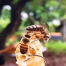 蜂王活体开产王种王中蜂蜂王蜜蜂活产卵王种中蜂王王 高产王15天内新王产王