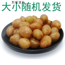 石黄皮 新鲜石黄皮狗化儿现挖中药材凤凰蛋马骝卵肾蕨果 统货4斤【2000克赠送1000克】