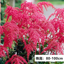 【左家花园】现货 落新妇种球 裸根苗 多年生球根花苗种子阳台花卉耐阴盆栽植 红魅 3-5个芽头  其他