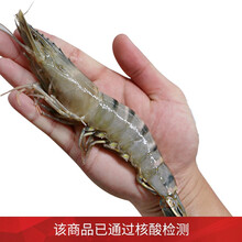 国际	御鲜轩 活冻黑虎虾海鲜大虾斑节虾900g火锅烧烤生鲜食材【已做核酸检测】 净含量650g/10-12只/盒