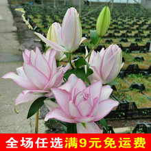 进口现货百合种球5球装大花香香水百合花盆栽花苗绿植 阿诺斯卡【5球装】 12+