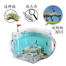 达闻西 蚂蚁家园新奇特蚂蚁工坊玩具蚂蚁城堡种草养蚂蚁活体观察益智玩具 创意礼物礼品 蓝色普通版无LED版+30蚁+工具