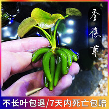 香蕉草 进口结焦草 无土无水草泥水中叶前景阴性鱼缸造景真水草四季好养懒人水培植物水生花卉瓶中景微景观 颜色分类:香蕉草3颗