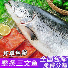 三文鱼整条12-18斤新鲜 冷冻三文鱼整条现杀三文鱼刺身食材 艾黎迪尚 默认分割后抽空发货