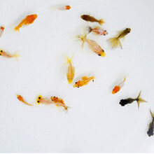 金鱼活体观赏鱼活体小金鱼冷水鱼红狮金鱼苗黑龙睛狮子头鸿运当头冷水鱼苗好养易活 随机颜色狮子3-5cm2条