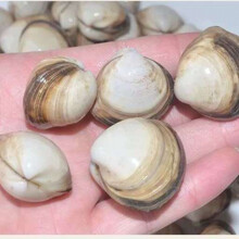 白贝书目 白贝作品 京东图书