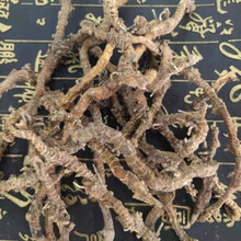 伟博 中药材蜘蛛抱蛋 飞天蜈蚣 竹叶伸筋九节龙竹根七 九龙盘 1000克