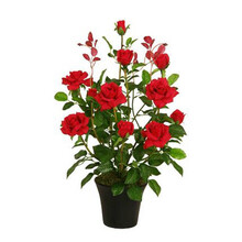 云杨园艺 花卉种子【24款花卉种子】 阳台花卉种子 庭院花卉种子 盆栽花卉种子 K随机1份