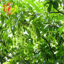 修水青钱柳青钱柳原叶古树青钱柳茶嫩叶茶养生茶金钱柳茶