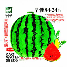 卡其早佳8424西瓜种子早熟超甜高产抗病农家春秋播种精选西瓜种 卡其早佳8424原装50粒