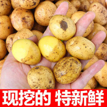湖北恩施小土豆 恩施富硒小土豆 生鲜老品种洋芋农家自种5斤迷你 10斤 乒乓小土豆 精选