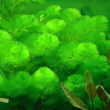 【好养 易活 蜈蚣草 】新手水草 鱼缸真水草 水草活体 水草植物 绿菊2杯20支左右(带固定瓷环)
