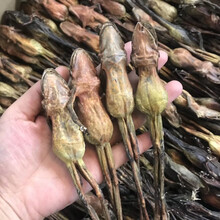 【正宗雪蛤干】整支东北长白山雪蛤油蛤蟆干林蛙干雪蛤膏雪蛤线油 足17克1支