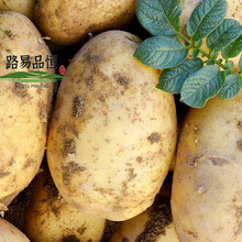 土豆现挖现卖2020年黄皮黄心土豆新鲜批发农家新鲜蔬菜洋芋 大果9斤(净重)