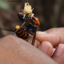 虎头蜂金环大马蜂胡蜂葫芦蜂黄蜂赛云南黑蜂活蜂现泡100只 100只