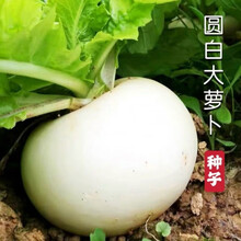 【梦里丹】春不老圆白萝卜种子高产特大超甜水果萝卜种子四季播种蔬菜种子冬 精选100粒【送】 春不老圆白萝卜种子