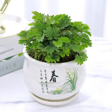 花喜鹊 盆栽花卉新奇花草 含羞草盆栽 含羞草苗子 一碰就害羞 含羞草小盆栽趣味植物 含羞草【春陶瓷盆】1盆