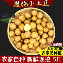 恩施土特产农家自种新鲜蔬菜黄心迷你的小土豆洋芋马铃薯5/10斤馆 一元硬币大小 小土豆带箱9到10斤