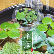 鱼缸造景肚兜浮萍水草圆心萍槐叶萍红毛丹水边水草活体造景装饰 水浮凌（买5朵送3朵）
