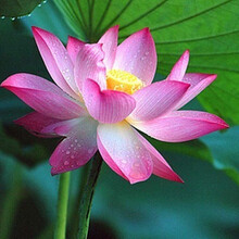 大型观赏荷花 水生种藕苗 莲藕花卉种苗盆栽 荷花种根苗 荷花 莲藕苗 莲花苗D9 11.雪春露 不含盆