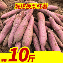 陕西板栗薯9斤红皮红薯粉糯黄白心番薯蜜薯地瓜小香薯5斤 9斤 大果