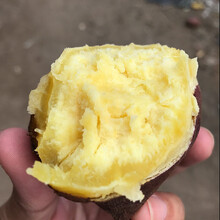农家自种海南澄迈桥头富硒地瓜沙地红薯新鲜现挖鲜板栗红薯番薯整箱5/10斤装 5斤精品装