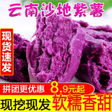 云南沙地紫薯3/5/9斤新鲜当季番薯农家板栗小地瓜 5斤 大果