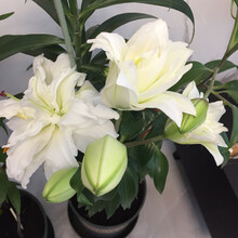 3颗百合种球四季开花室内外花卉盆栽香水百合花种子好养易活耐寒 A7白莎3颗球+生根粉 12+