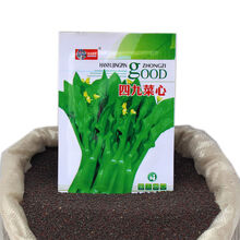 金枝恋 四九菜心种子特甜脆菜苔种籽高产量耐热四季速生盆栽蔬菜种子孑 四九菜心种子/100克