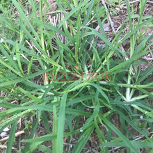 波思菊 牛筋草种子保证出芽率牛筋草种子 老驴拽千人拔种子牧草种子 牛筋草 野草 1斤 1斤