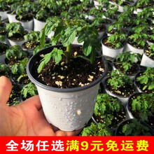 矮生小番茄盆栽苗西红柿苗带盆樱桃水果四季菜苗阳台苗秧蔬菜苗 黄矮生盆栽番茄苗 3盆 【带盆发货】