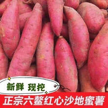 福建漳浦六鳌沙地红心甜地瓜 新鲜蜜薯红番薯小香薯净重3/5/9斤 5斤中果