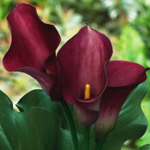 现货荷兰进口彩色马蹄莲种球大球彩马种球多年生盆栽球根马蹄莲花 雷诺上位 12+