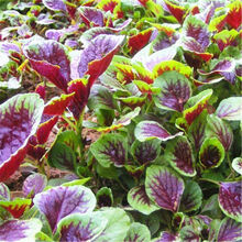 苋菜种子红圆叶红叶苋菜种子耐老化耐热耐寒田园农家汉菜蔬菜种子 精装红苋菜种子3袋