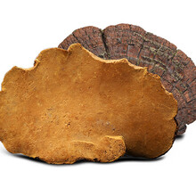 色季拉 西藏桑黄菌 西藏桑树桑黄灵芝整枝桑黄茶500g/装