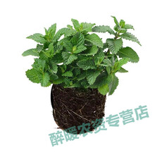 界梁山薄荷盆栽可食用薄荷叶阳台办公室水培绿植室内花卉驱蚊植物易成活 【2盆】薄荷苗
