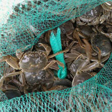 【活蟹】吕阳小闸蟹鲜活 六月黄可做香辣蟹 全公蟹多黄一元蟹0.3-0.9两小螃蟹两元蟹公母三元蟹河蟹 全公1.2-1.5两/只10只【发15只】