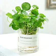 纳格兰铜钱草马蹄金水培室内花卉水养小盆栽植物种子办公室金钱草 铜钱草种子100粒