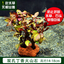 鱼缸 活体易养懒人真水草 装饰淡水植物沉木水榕水族箱造景石套餐 双孔丁香火山石