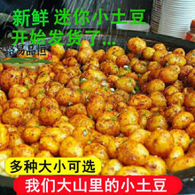 新鲜云南小土豆农家自种迷你土豆5/10斤 现挖黄心马铃薯洋芋蔬菜 乒乓球大小 【特惠10斤装】
