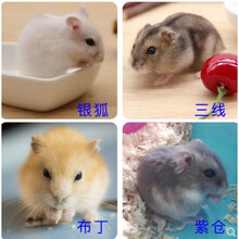 小仓鼠活物布丁紫仓三线金丝熊宝宝宠物幼崽活体一对情侣 紫仓2只(下单备注性别)