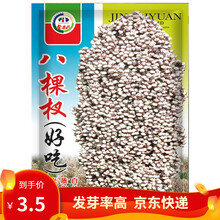 凤鸣雅世  甜高粱种子八棵杈好吃高粱种子酿酒高粱种籽红缨子高产矮杆抗旱大田甜五谷杂粮孑红高粱种籽 八棵杈好吃高粱种子50克