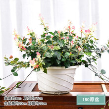 花叶络石花苗盆栽彩叶络石吊兰四季垂吊耐热耐寒植物庭院绿植花卉 花叶络石(180原盆) 带盆发货