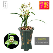 一枝国兰 建兰四季兰花苗 宜宾荷仙 现带浓香花苞正格荷瓣水仙精品阳台室内除甲醛鲜花卉盆栽绿植物草盆景 3苗连体裸根带花苞，收藏送肥