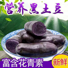 黑土豆新鲜蔬菜黑金刚农家马铃薯黑洋芋黑美人现挖 黑土豆2两以上大果9斤装