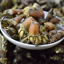 笔架海鲜 商品搜索 京东