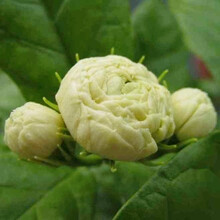 鹿凌青 三叶轮生多重瓣虎头茉莉花盆栽植物花卉室内阳台庭院浓香大花朵 1年苗 不含盆