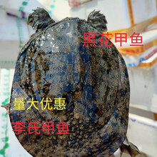 鲜美惊 野养外塘放养黑花甲鱼活王八老鳖元鱼团鱼批发送礼包活 5斤外塘黑花甲 全都为一只鱼